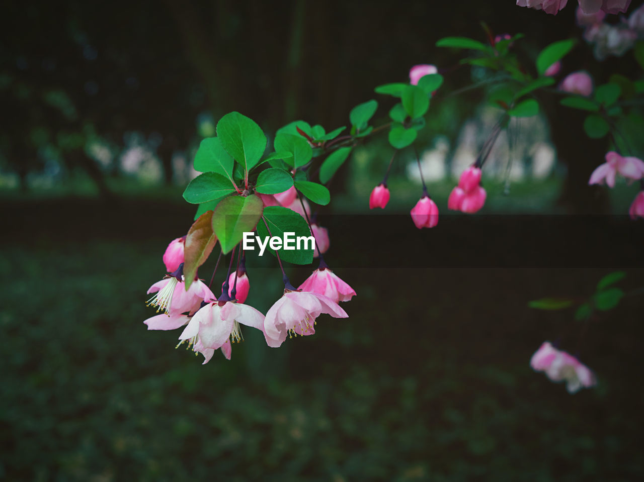plant, flower, flowering plant, beauty in nature, pink, leaf, green, nature, freshness, blossom, tree, plant part, growth, fragility, close-up, petal, macro photography, branch, no people, outdoors, springtime, focus on foreground, flower head, inflorescence, botany, day