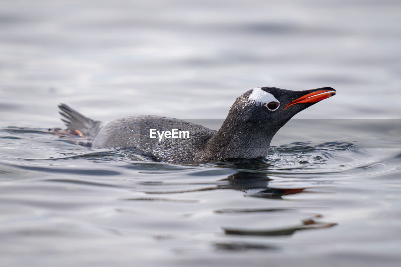 Gentoo penguin porpoises in water watching camera