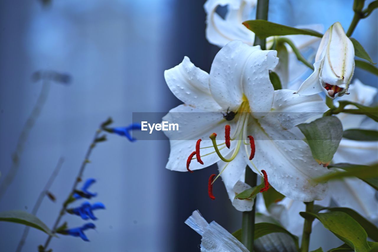 CLOSE-UP OF PURPLE FLOWERING PLANTS