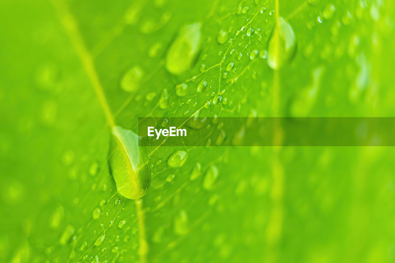 CLOSE-UP OF WATER DROPS ON LEAVES