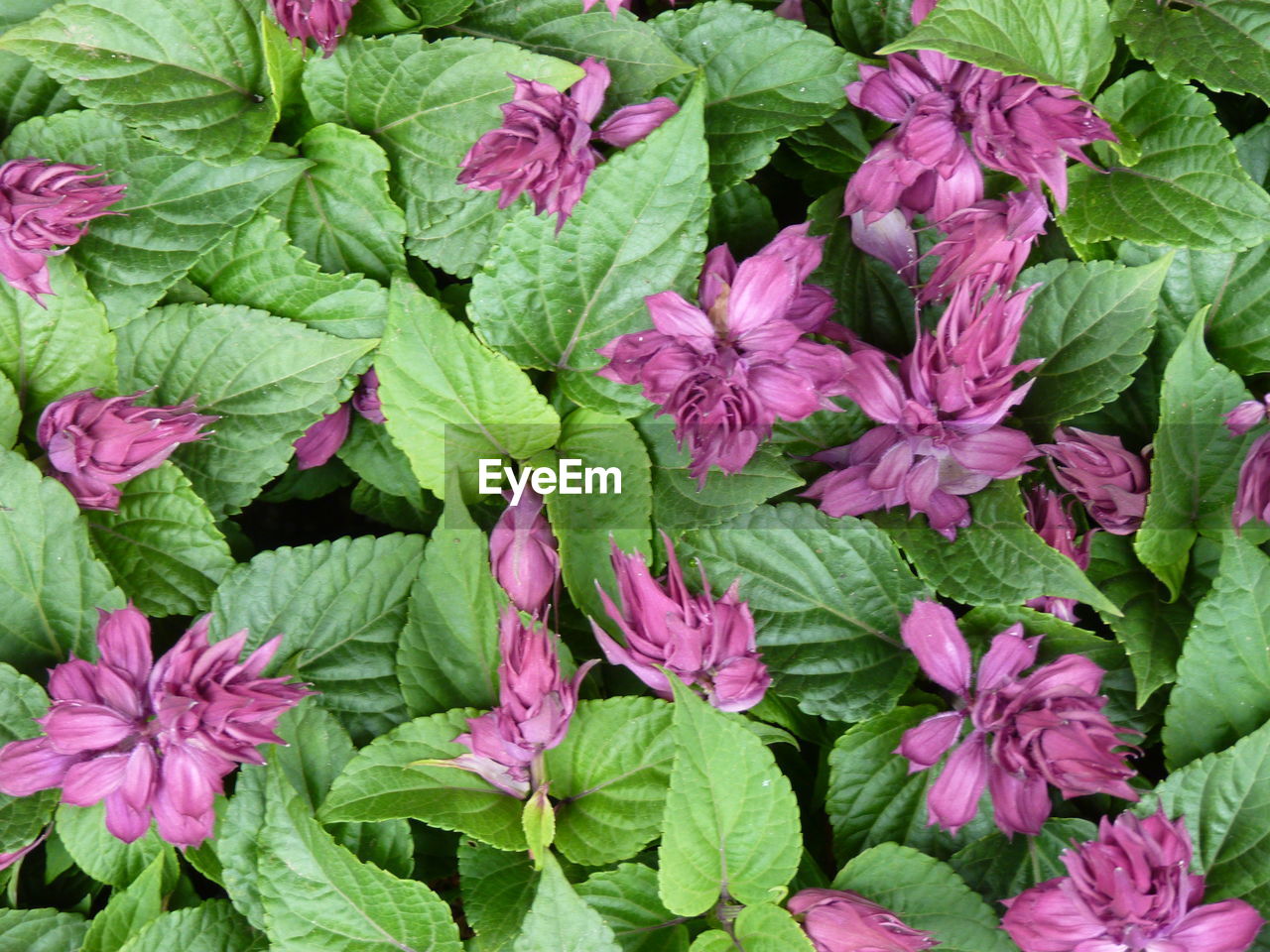 Full frame shot of purple flowering plants