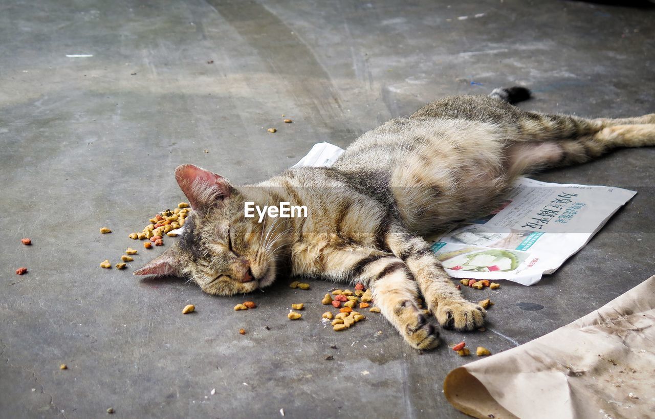 High angle view of cat sleeping on street