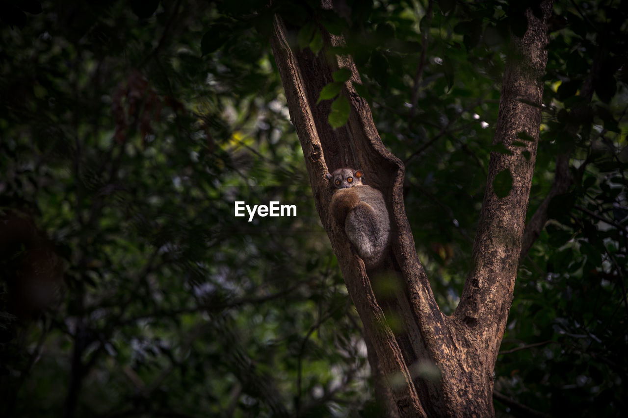 View of night lemur on tree