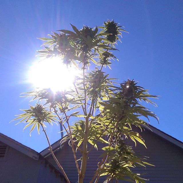 LOW ANGLE VIEW OF TREES AGAINST BLUE SKY