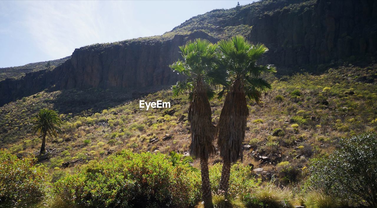 SCENIC VIEW OF MOUNTAIN AGAINST SKY