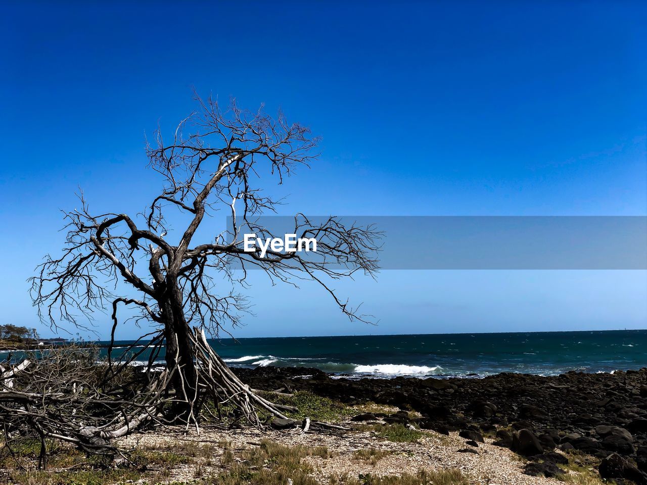 BARE TREE BY SEA AGAINST CLEAR SKY