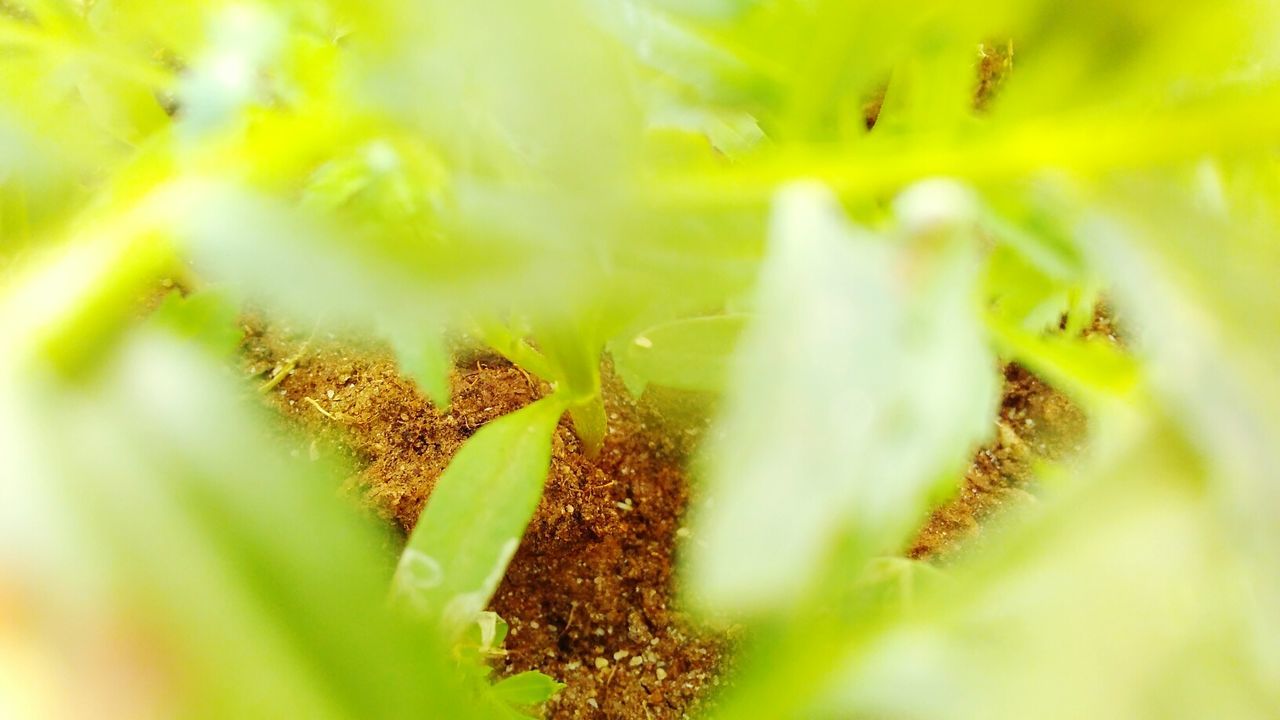 CLOSE-UP OF PLANT GROWING ON PLANT