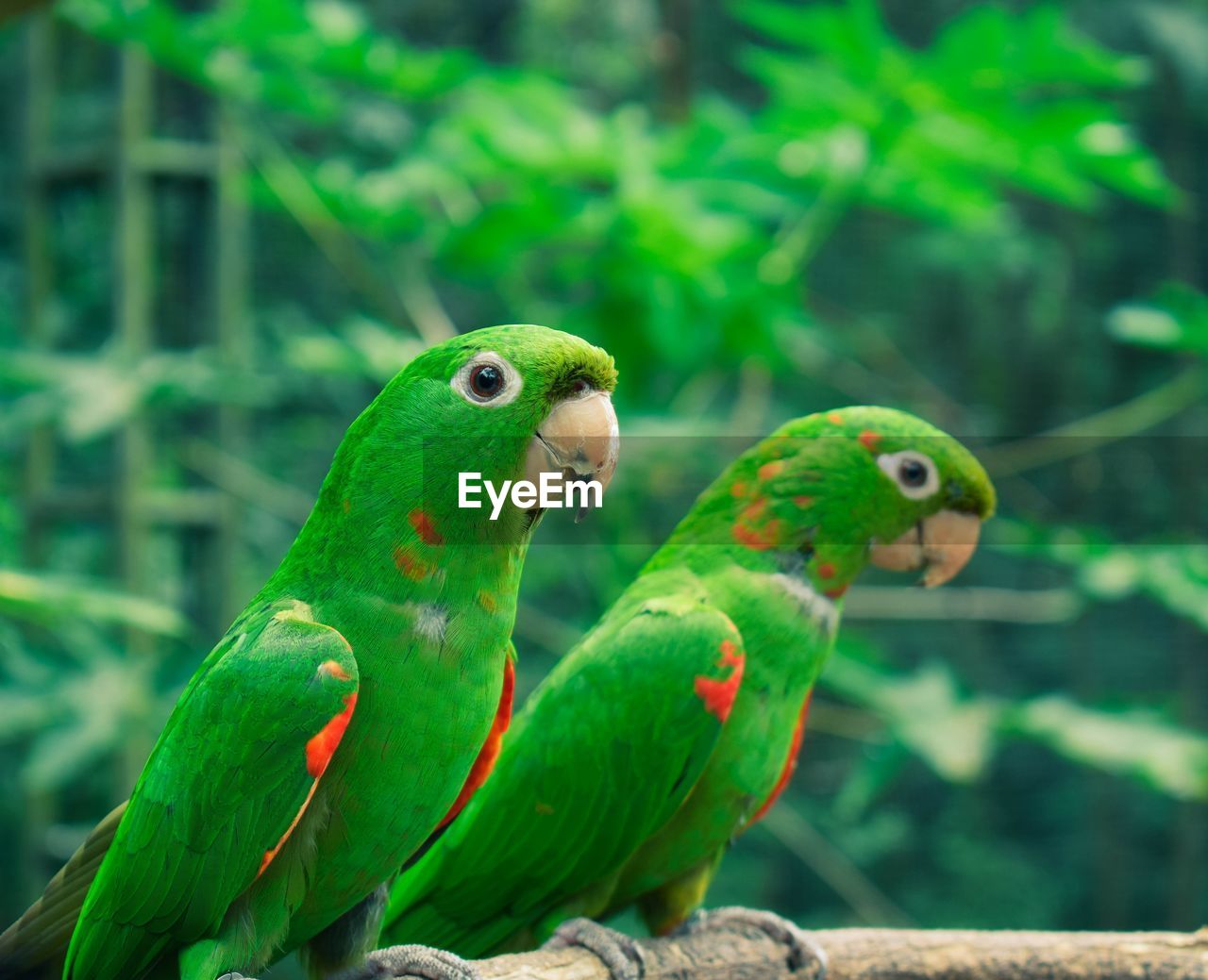 animal themes, animal, pet, green, bird, parrot, animal wildlife, beak, group of animals, wildlife, parakeet, nature, environment, forest, social issues, two animals, multi colored, tree, no people, environmental conservation, tropical bird, outdoors, perching, rainforest, focus on foreground, land