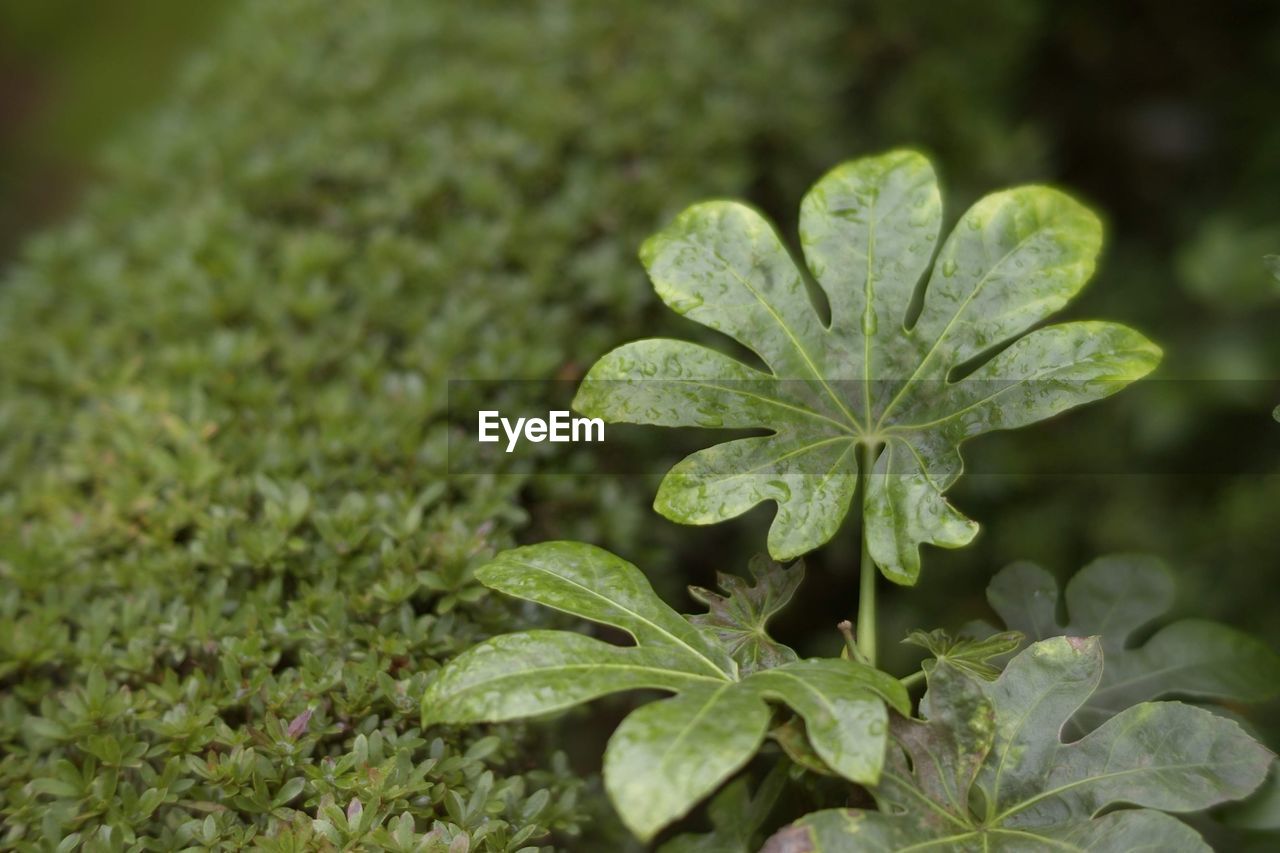 CLOSE-UP OF RAINDROPS ON PLANT LEAVES