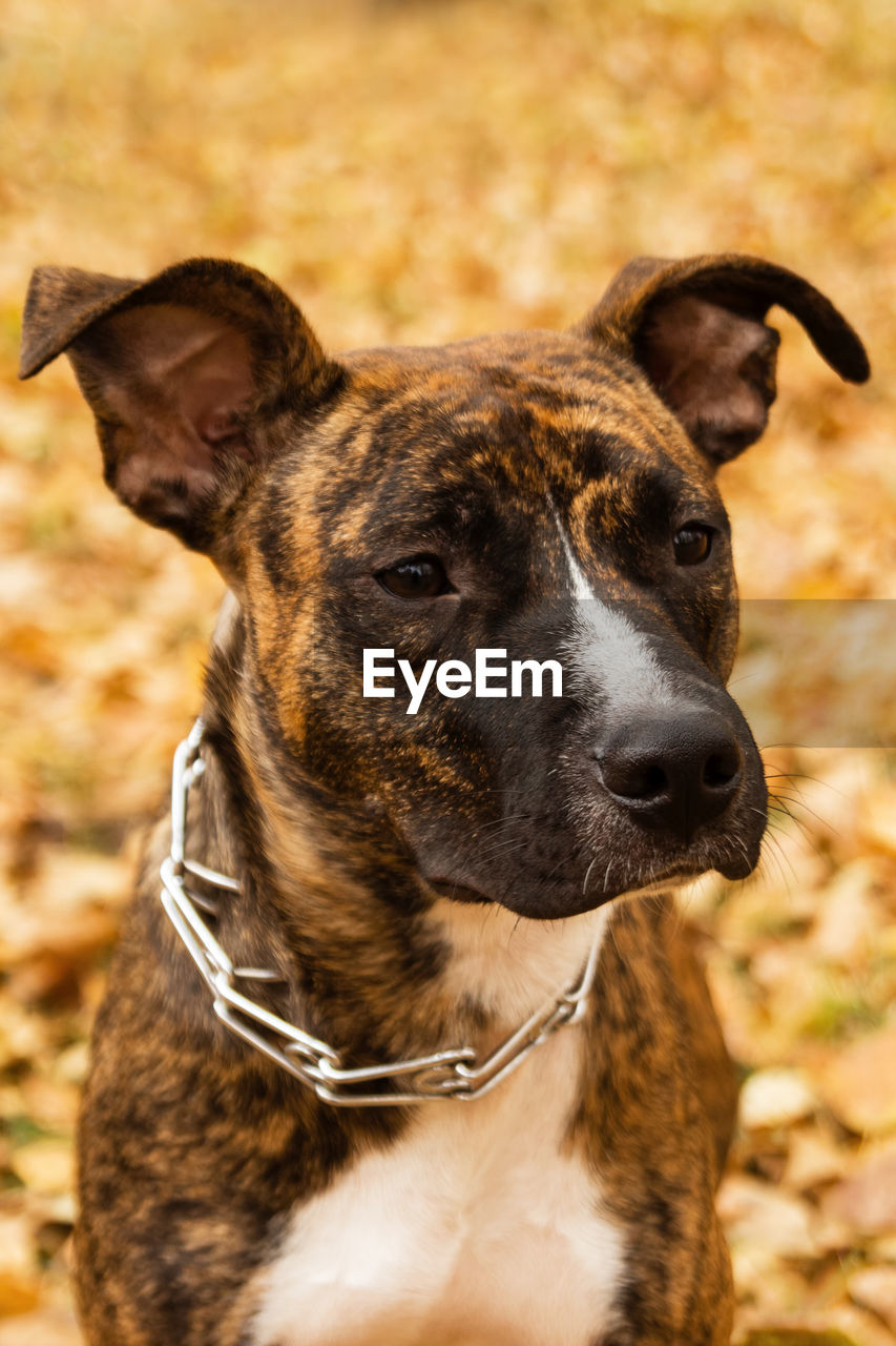 Brindle staffordshire terrier on the background of fall leaves in a park. a dog with sad eyes.