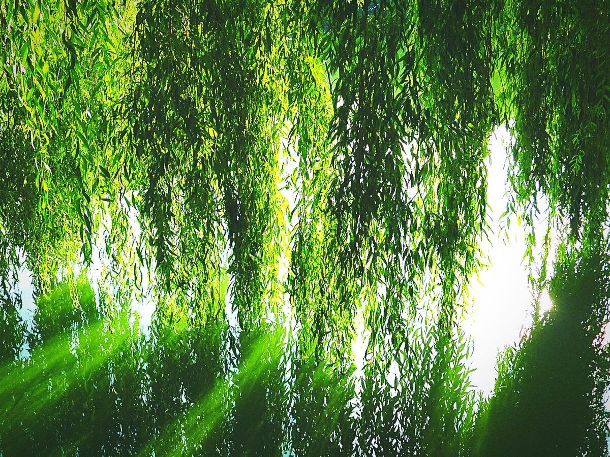 Branches of willow tree over pond