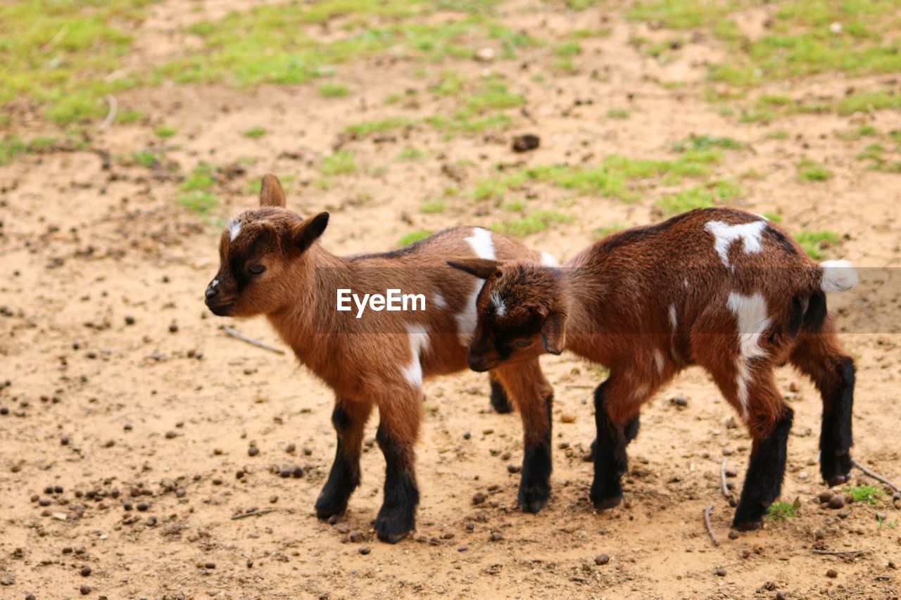 Animals standing on landscape