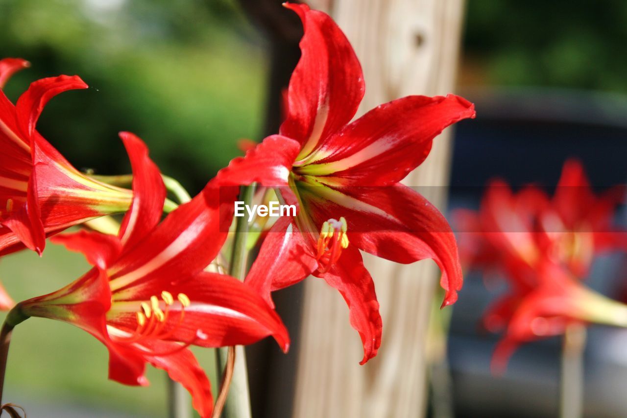 CLOSE-UP OF RED FLOWER