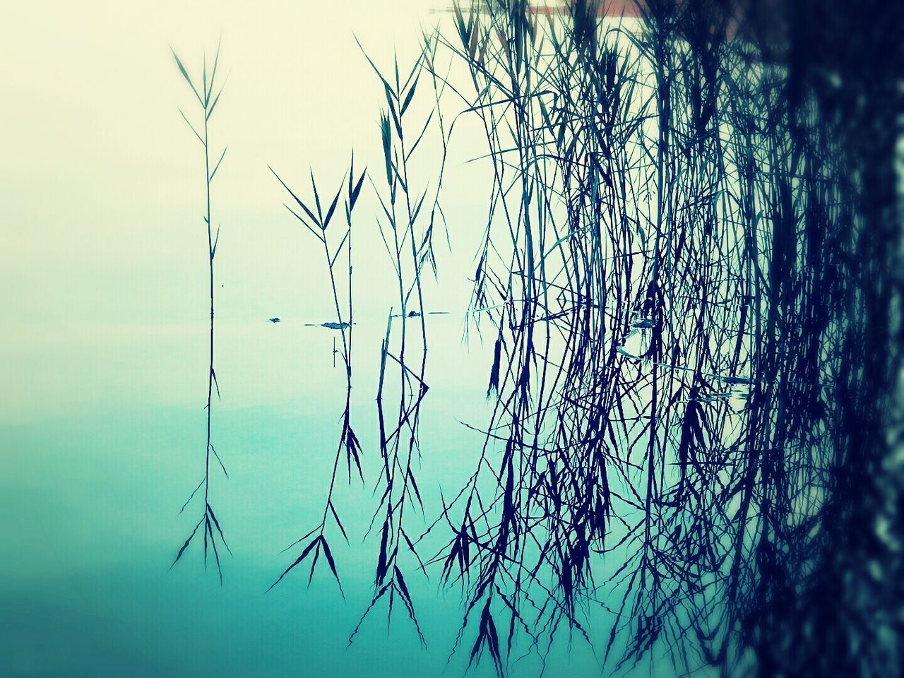 CLOSE-UP OF LEAVES AGAINST SKY