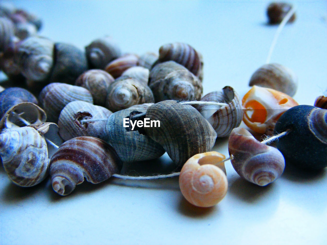 Close-up of seashell necklace