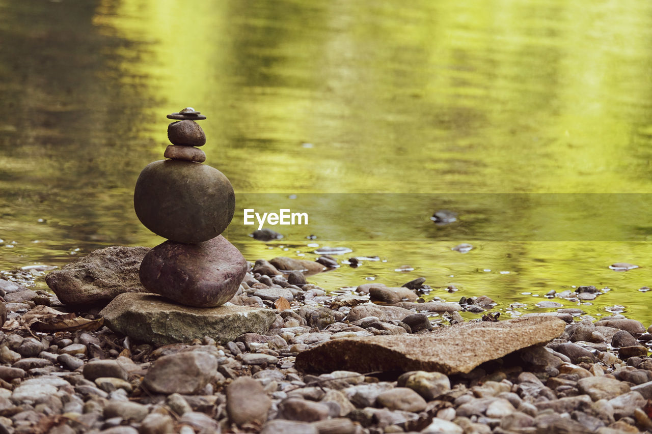 close-up of bird on rock