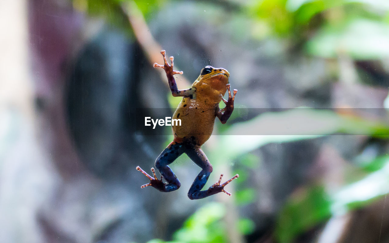 Close-up of frog on window
