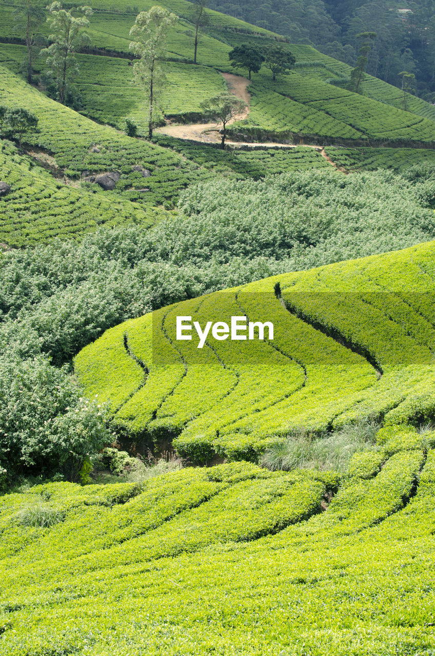 HIGH ANGLE VIEW OF GREEN FIELD