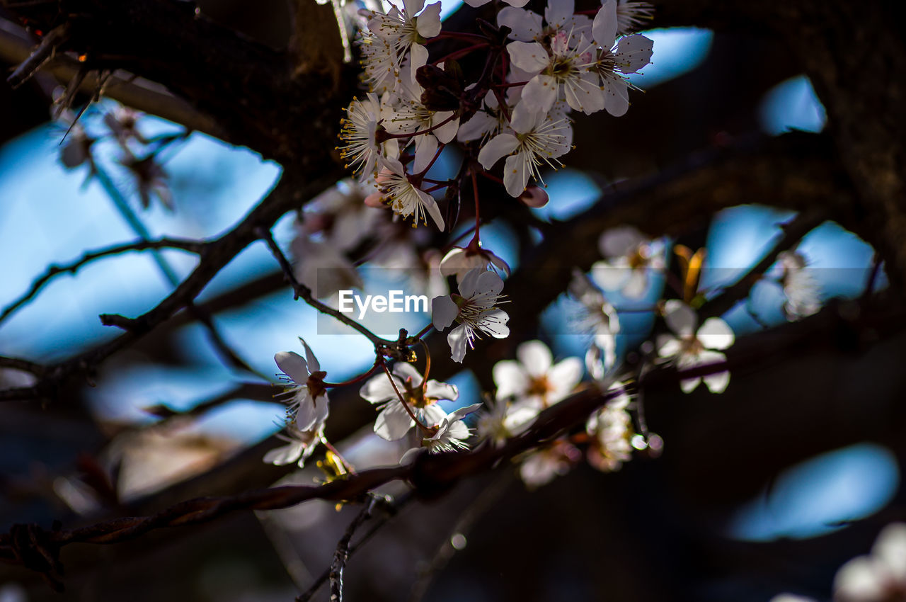 CLOSE-UP OF CHERRY BLOSSOM