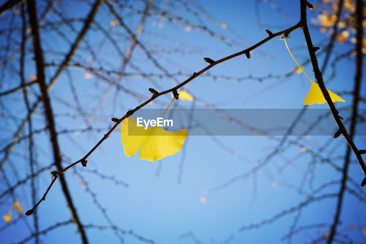 LOW ANGLE VIEW OF MAPLE LEAVES ON BRANCH