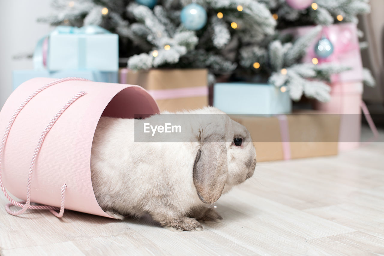 Cute gray lop-eared rabbit hides in a round pink box under the christmas tree with pink and blue 