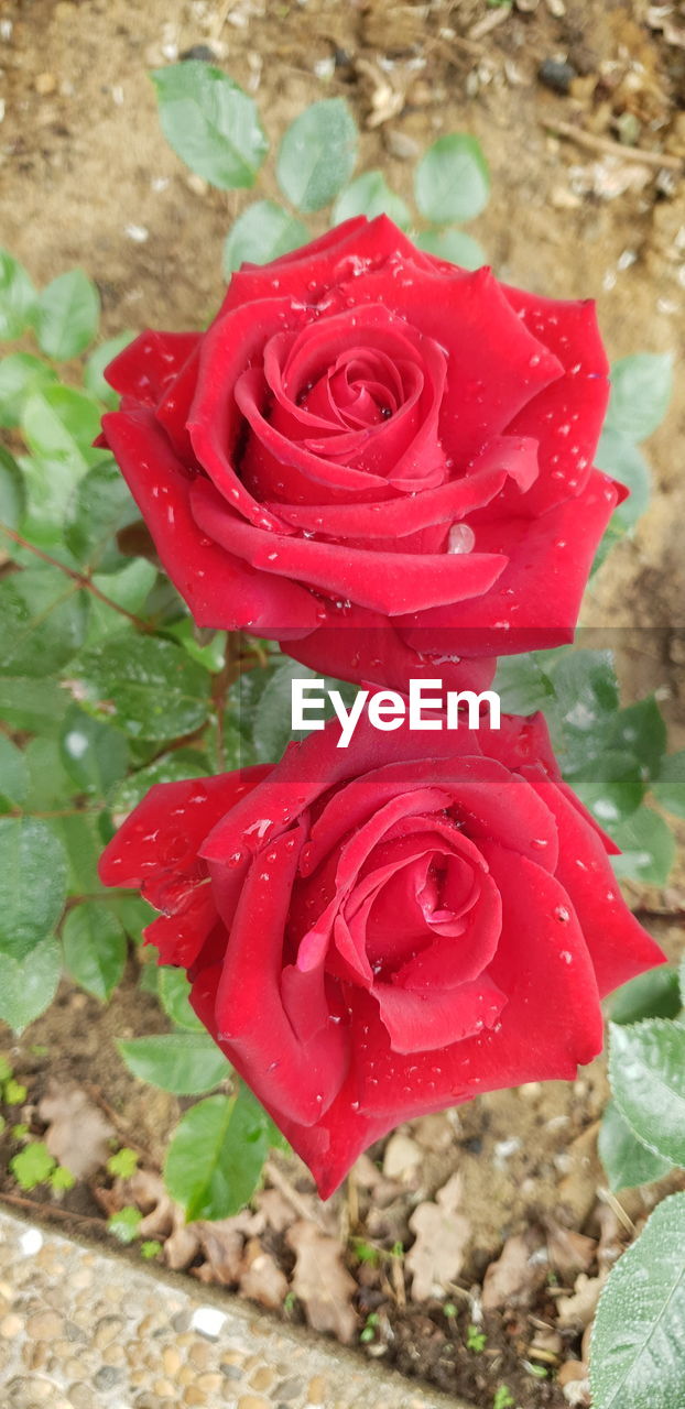 CLOSE-UP OF RED ROSE BOUQUET ON PLANT
