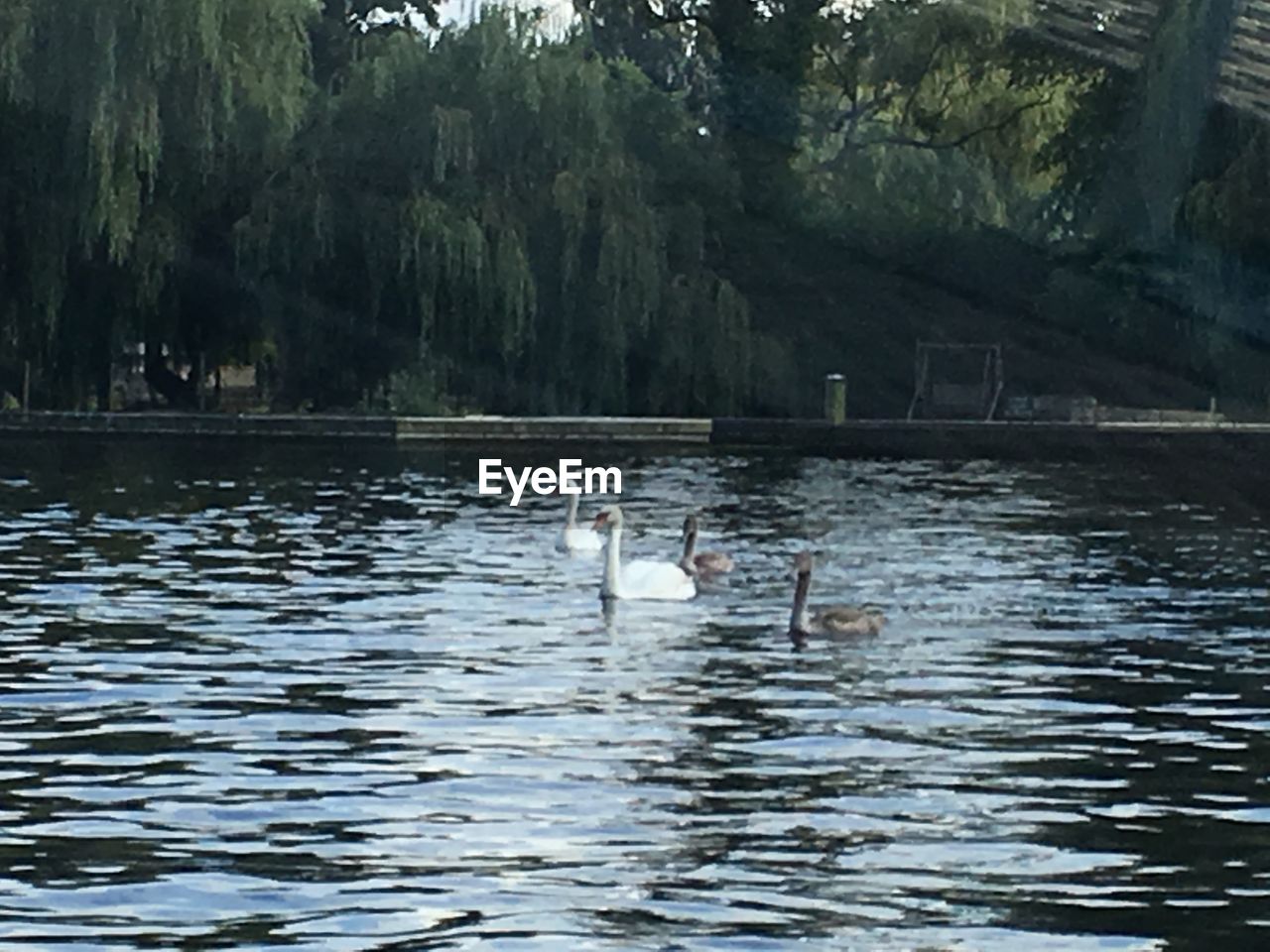 SWAN SWIMMING ON LAKE