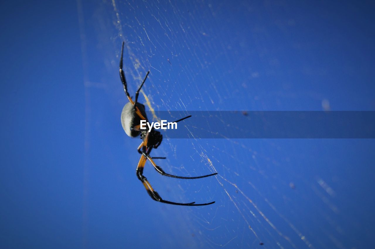 Close-up of spider on web against blue sky during sunny day