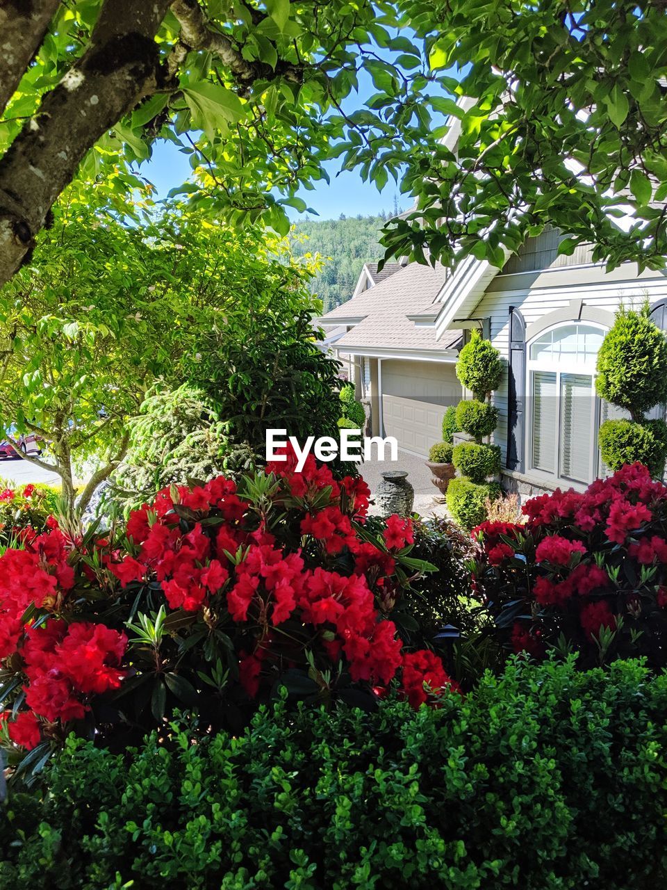 RED FLOWERING PLANTS AND TREES BY BUILDING