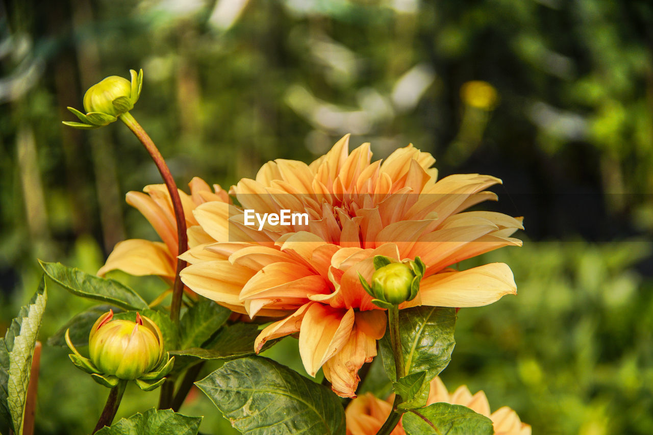 CLOSE-UP OF YELLOW FLOWER