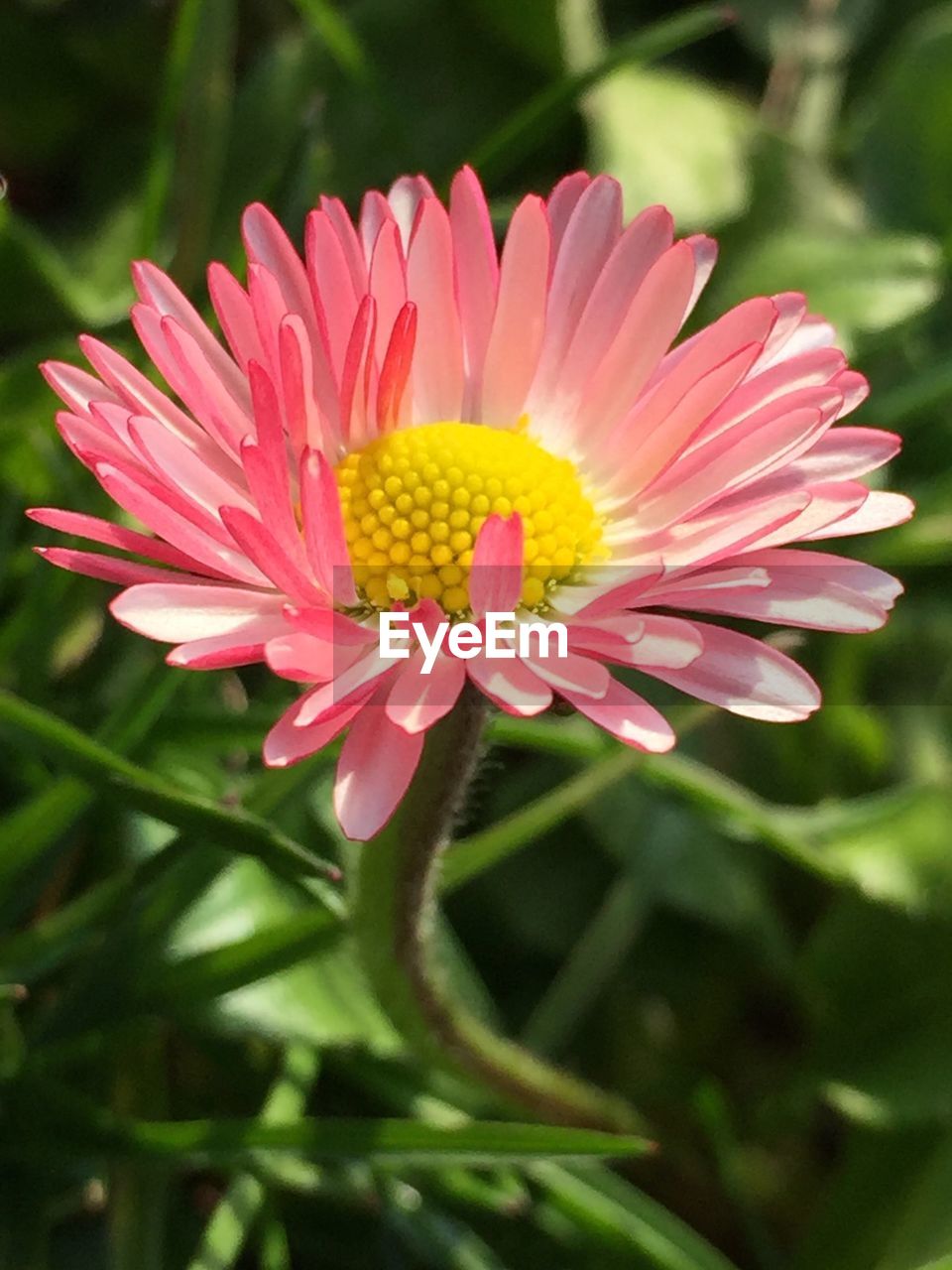 CLOSE-UP OF RED GERBERA DAISY BLOOMING OUTDOORS