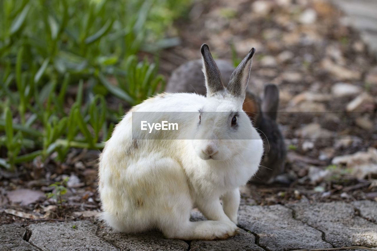 Close-up of a rabbits on field