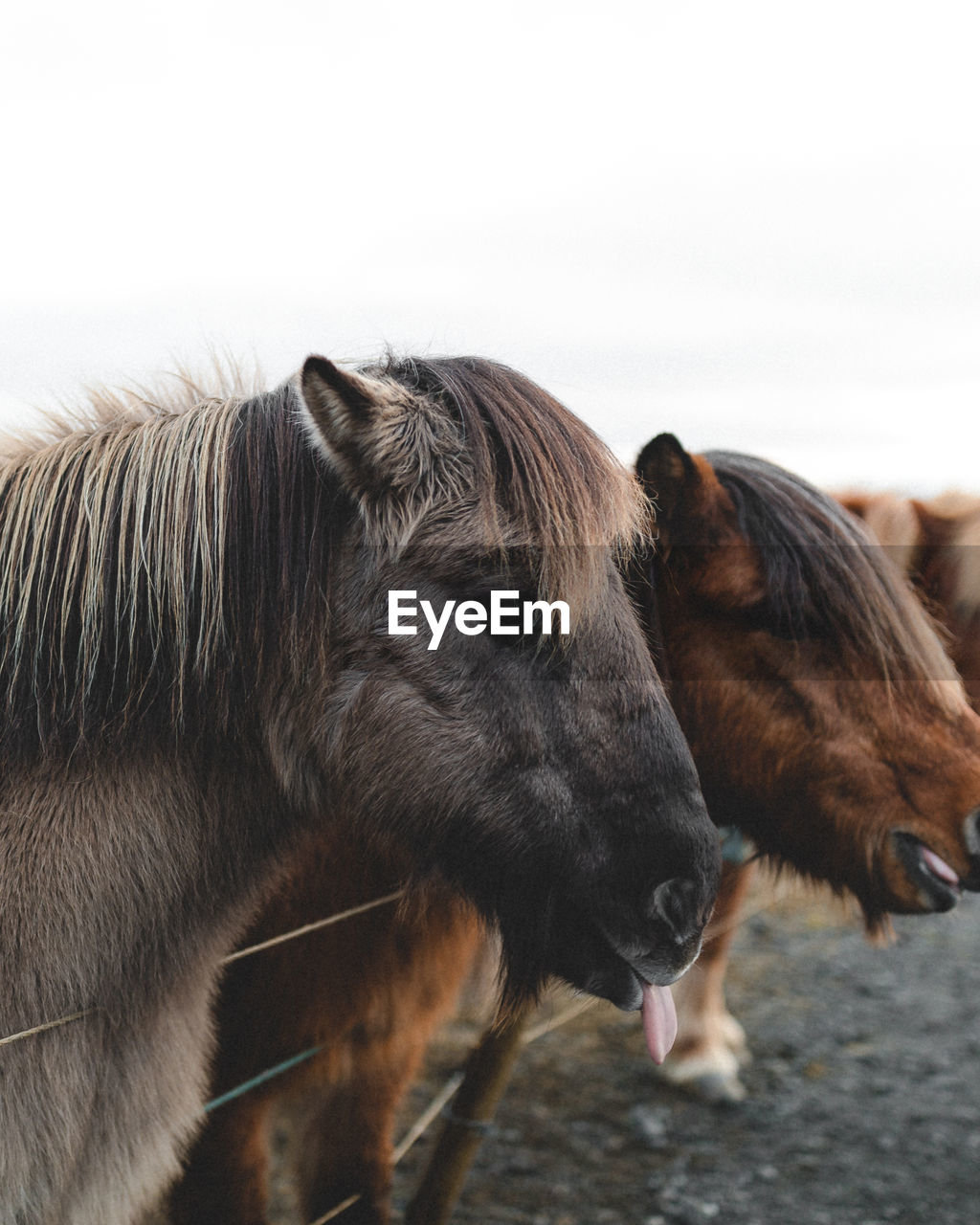 Close-up of horses in ranch against sky
