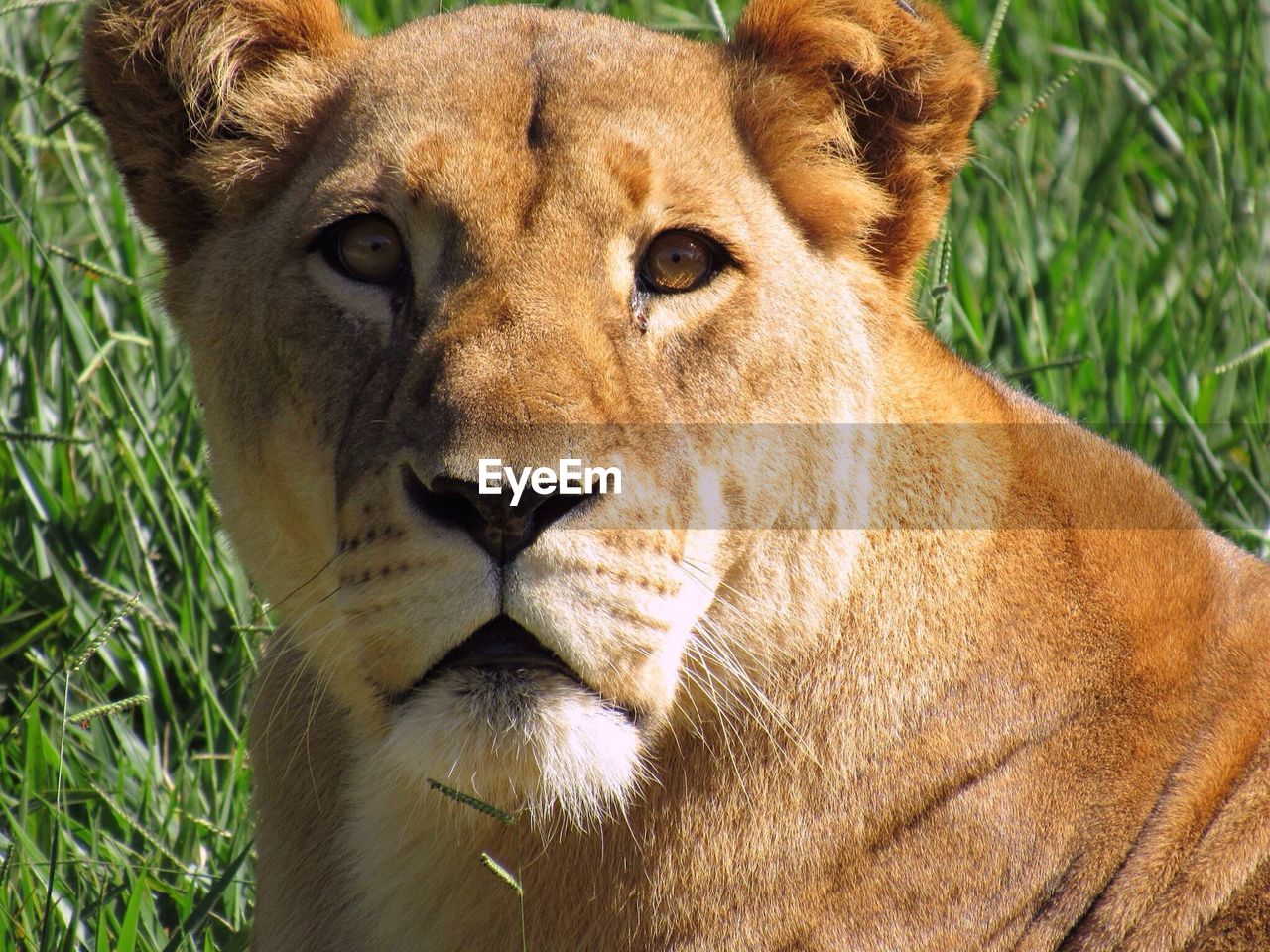 Close-up portrait of alert lioness