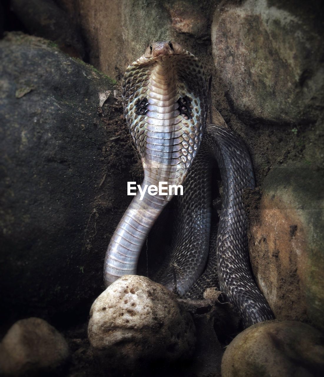 Close-up of snake amidst rocks