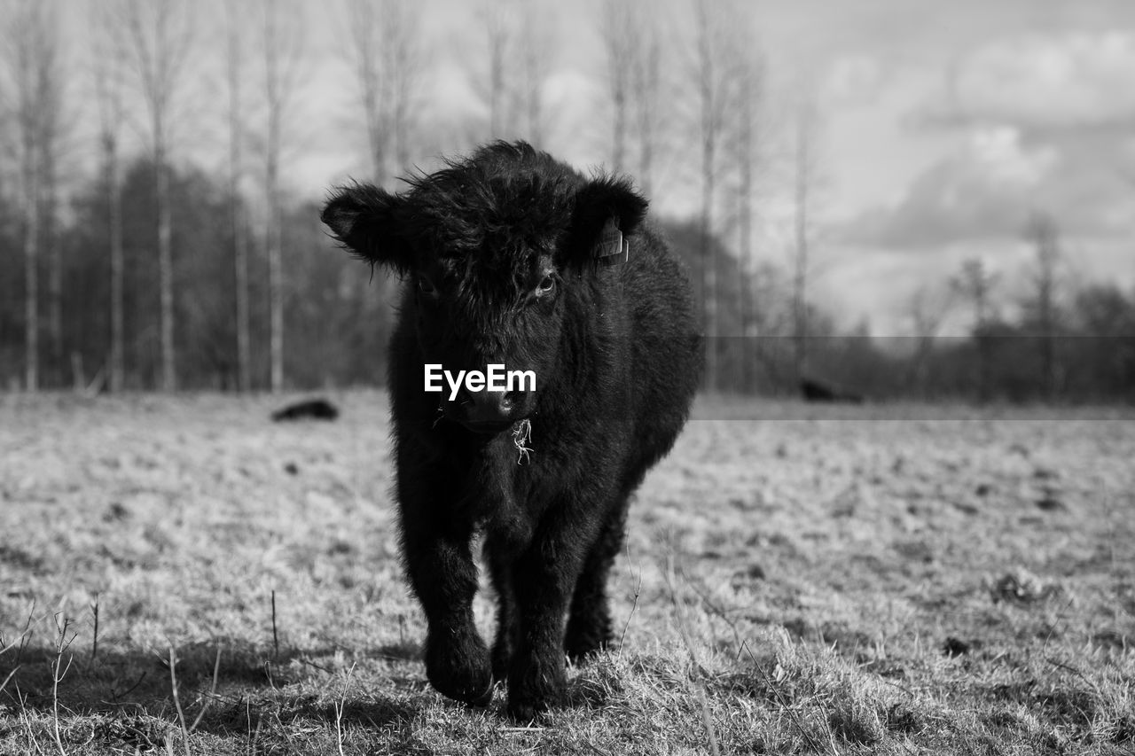 Black and white photo of galloway calf in pasture with clouds and grass.