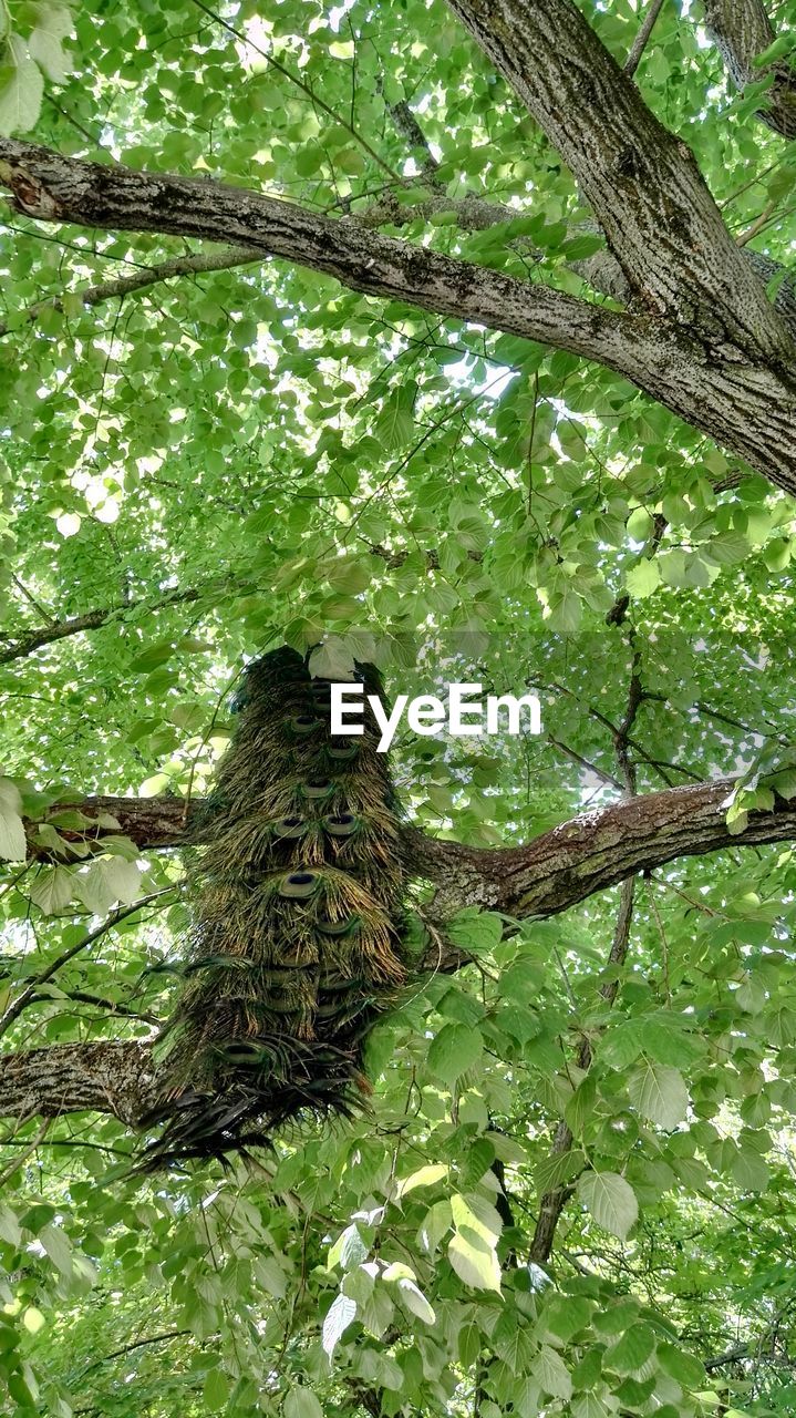 LOW ANGLE VIEW OF BIRD PERCHING ON TREE BRANCH