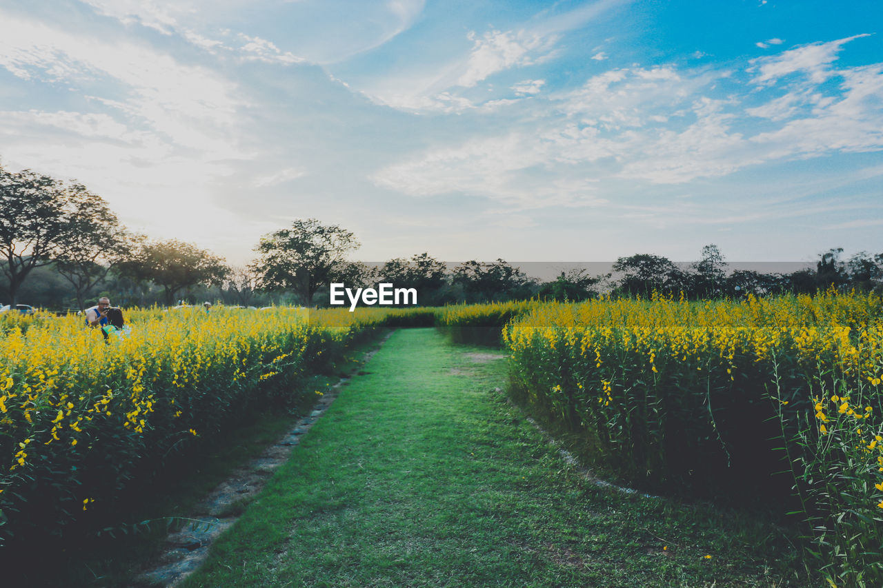 View of yellow flowering plants on field