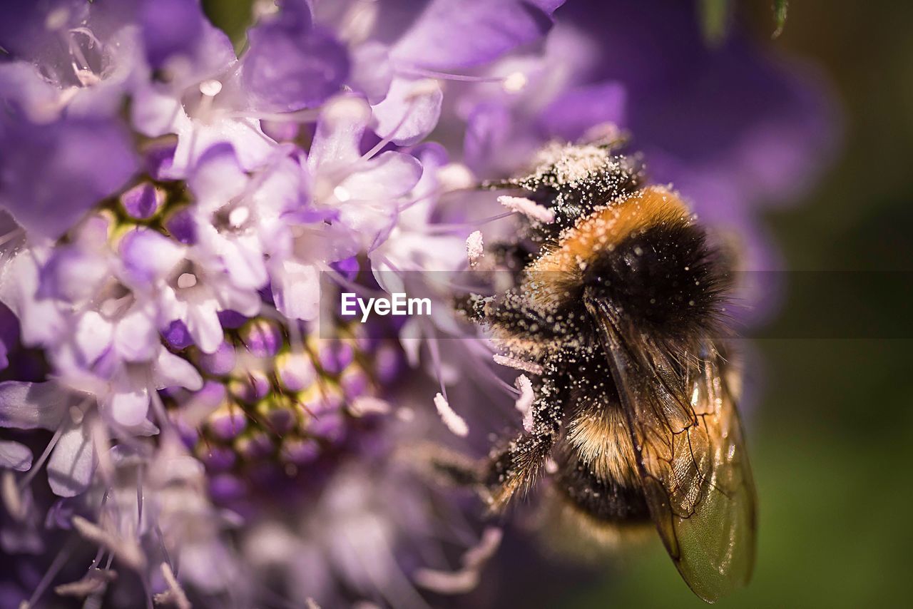 Close-up of bumblebee pollinating on purple flower