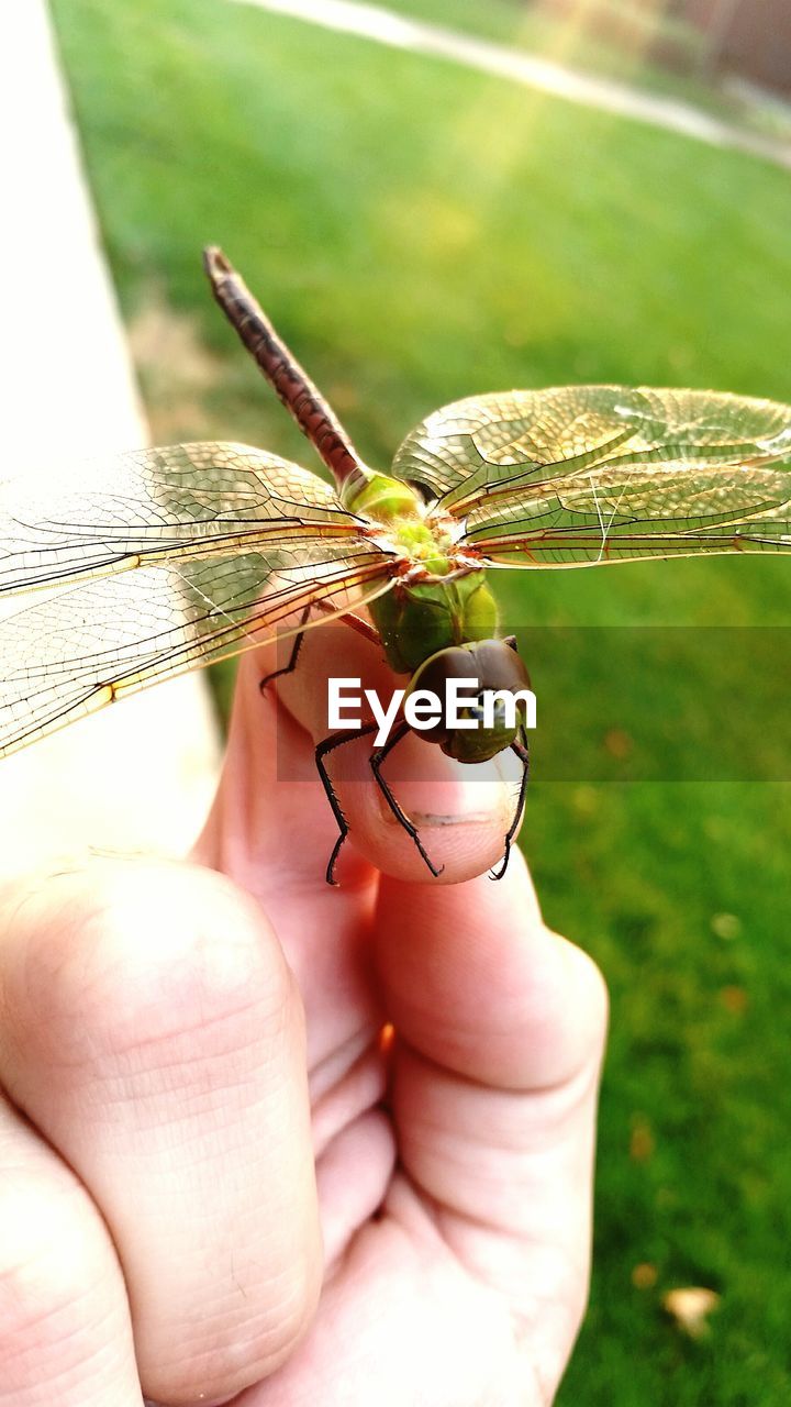 CLOSE-UP OF PERSON HOLDING INSECT ON LEAF