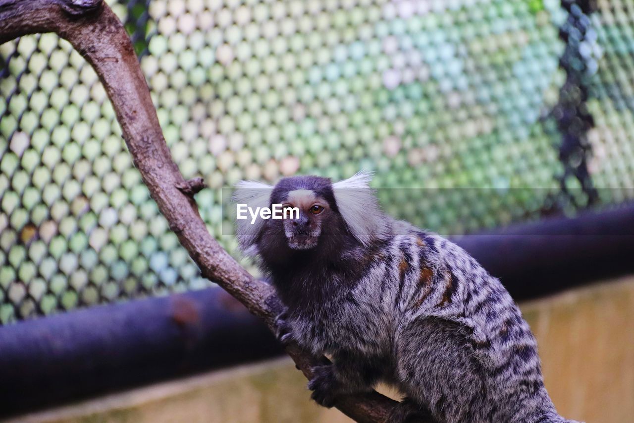 Portrait of monkey sitting on tree in zoo