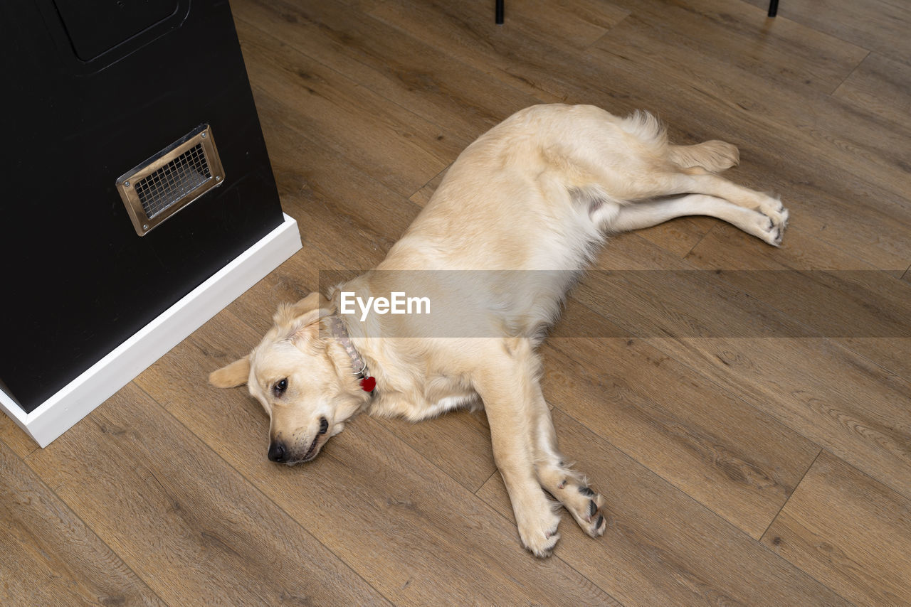 A young male golden retriever lies on modern vinyl panels in the living room of a home, top view.