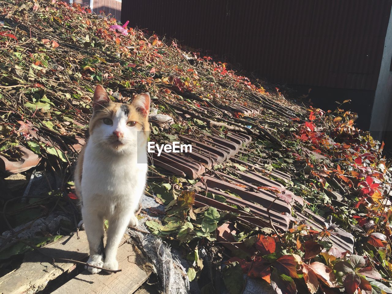 Portrait of cat on roof during sunny day