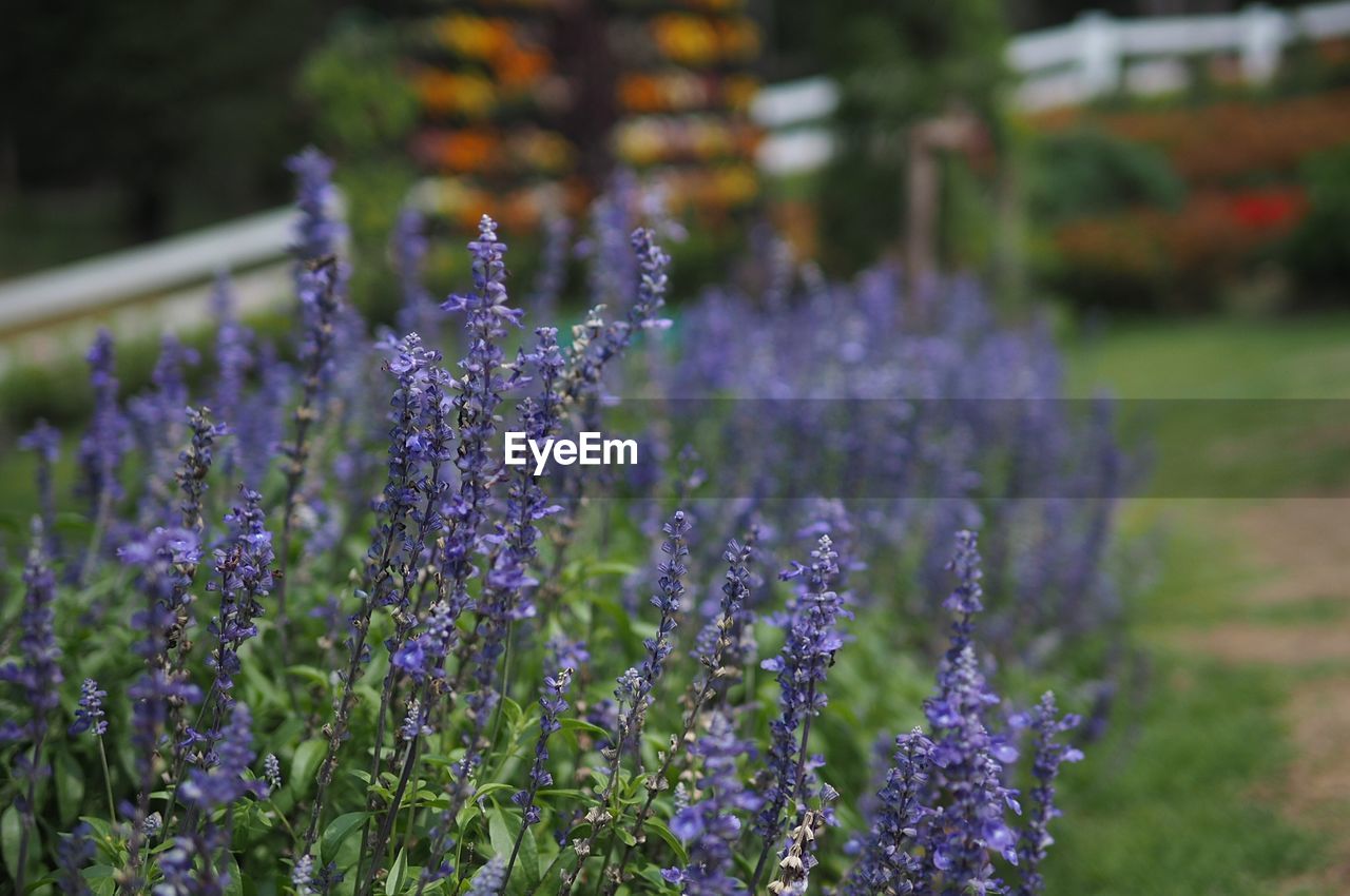 CLOSE-UP OF PURPLE FLOWERS ON FIELD