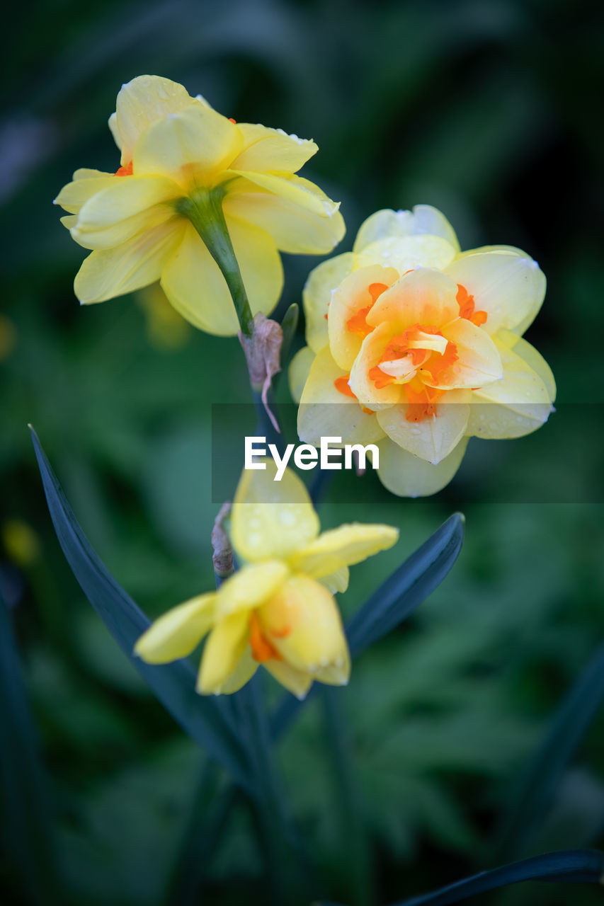 CLOSE-UP OF YELLOW FLOWERS