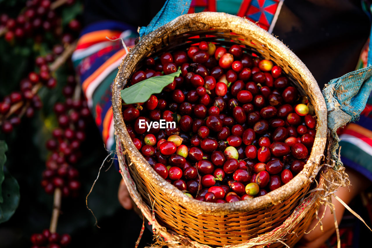 Close up and selective focus raw cherry coffee beans in basket on holding hand karen farmer female 
