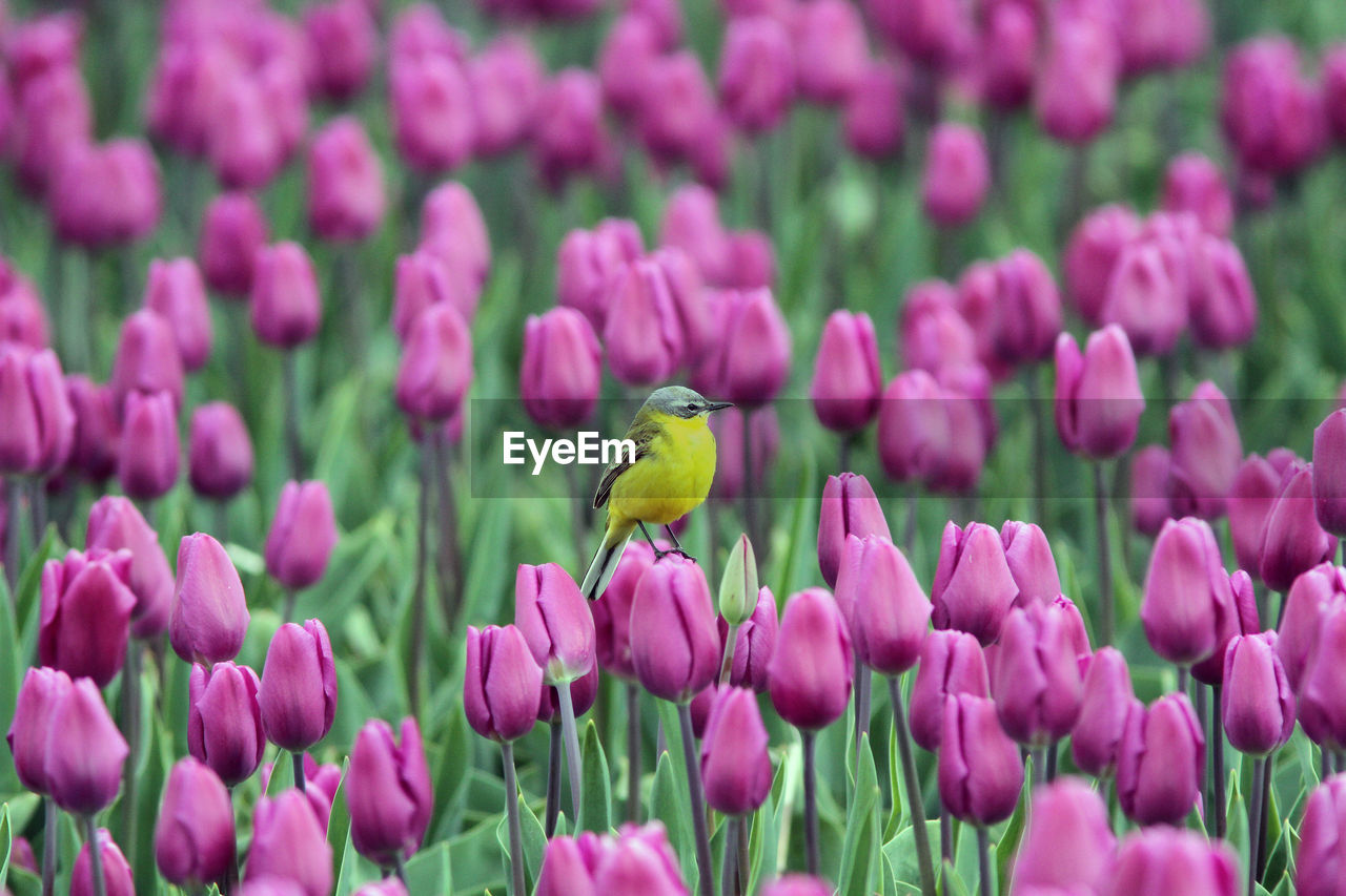 Western yellow wagtail perching on pink tulip