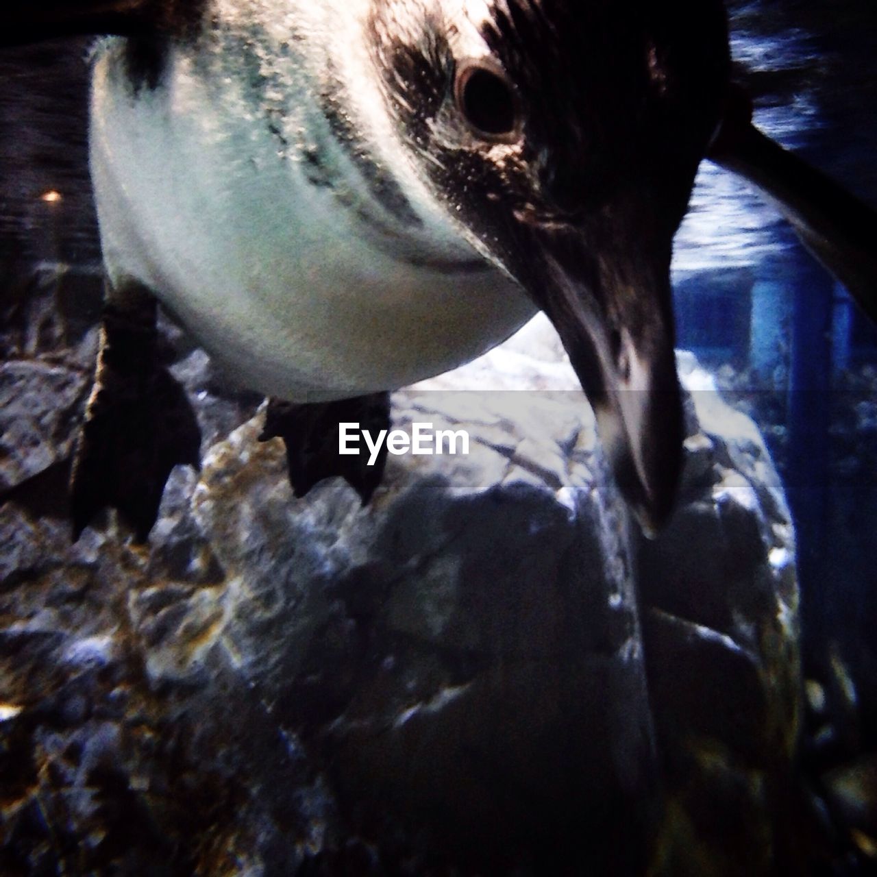 Underwater view of a penguin swimming