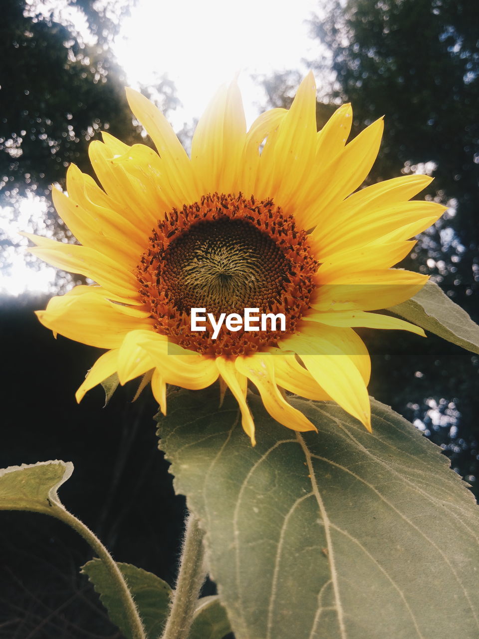 CLOSE-UP OF SUNFLOWERS BLOOMING AGAINST SKY