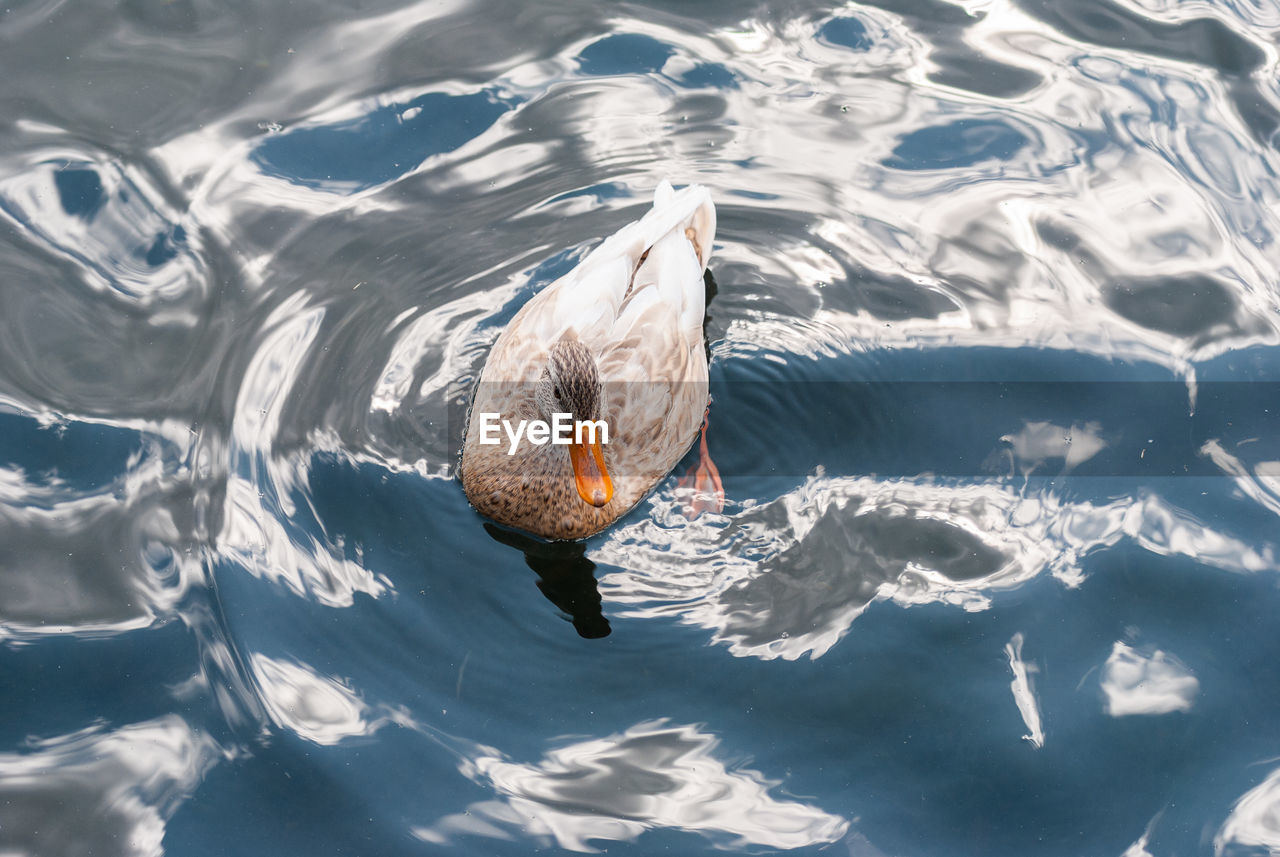 HIGH ANGLE VIEW OF BIRD SWIMMING IN LAKE